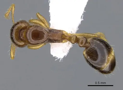 Erromyrma latinodis - CASENT0746623