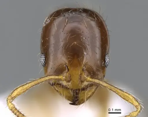 Erromyrma latinodis - CASENT0746623