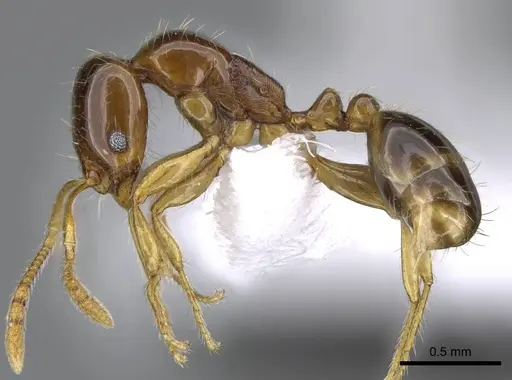 Erromyrma latinodis - CASENT0746623