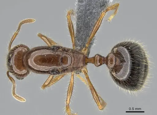 Erromyrma latinodis - CASENT0767622