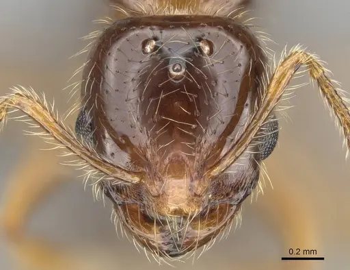 Erromyrma latinodis - CASENT0767622