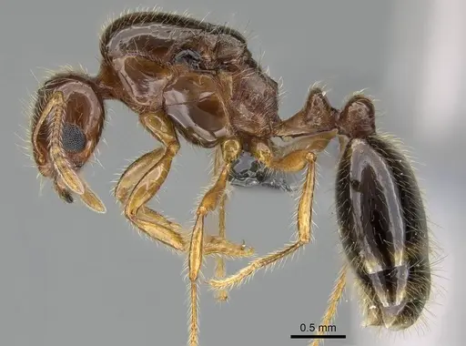 Erromyrma latinodis - CASENT0767622