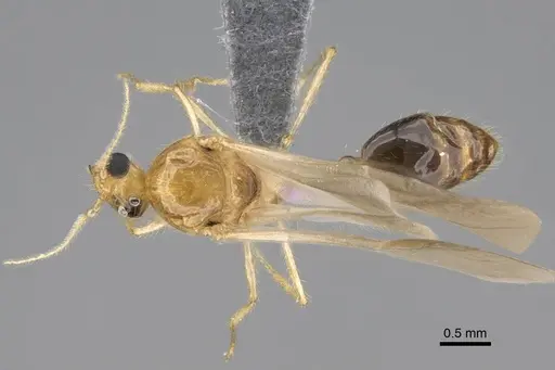 Erromyrma latinodis - CASENT0788835