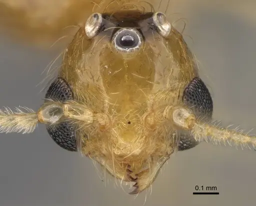 Erromyrma latinodis - CASENT0788835