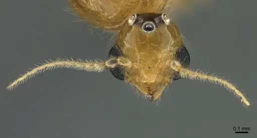 Erromyrma latinodis - CASENT0788835