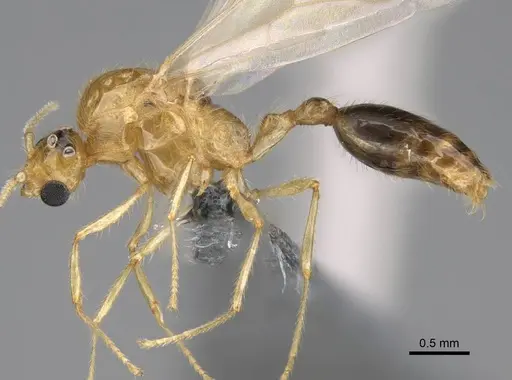 Erromyrma latinodis - CASENT0788835