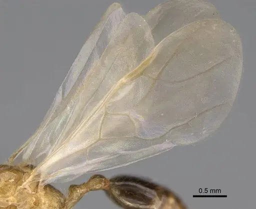 Erromyrma latinodis - CASENT0788835