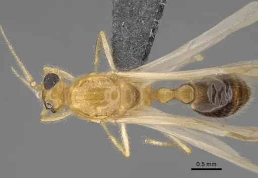 Erromyrma latinodis - CASENT0801166