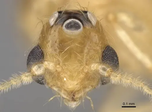 Erromyrma latinodis - CASENT0801166