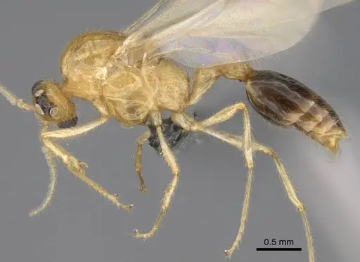 Erromyrma latinodis - CASENT0801166