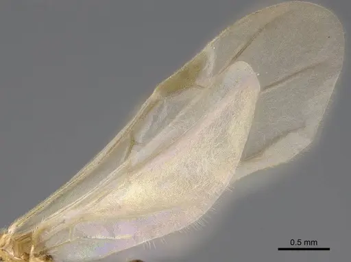 Erromyrma latinodis - CASENT0801166