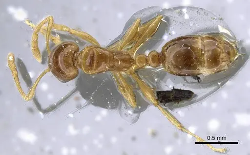 Erromyrma latinodis - CASENT0905756