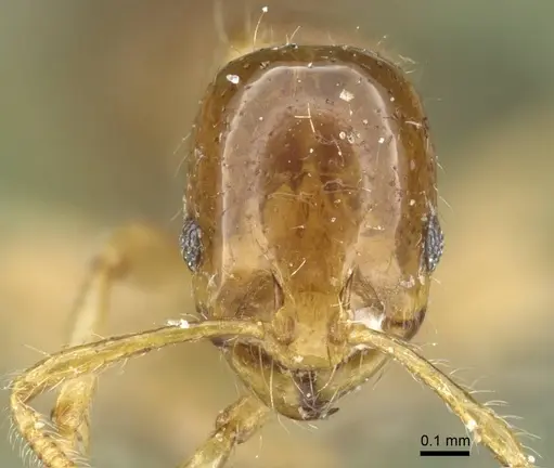 Erromyrma latinodis - CASENT0905756