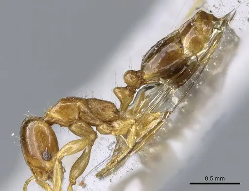 Erromyrma latinodis - CASENT0905756