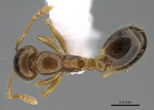 Erromyrma latinodis - CASENT0922298