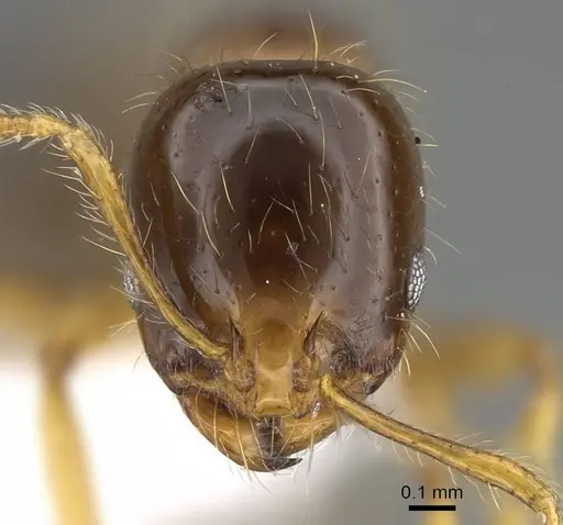 Erromyrma latinodis - CASENT0922298