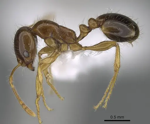 Erromyrma latinodis - CASENT0922298