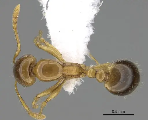 Erromyrma latinodis - CASENT0922300