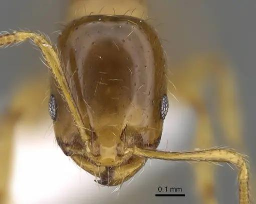 Erromyrma latinodis - CASENT0922300