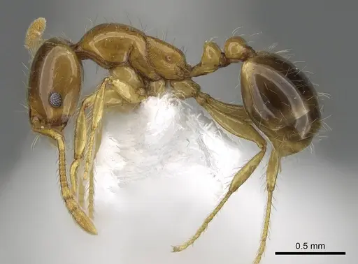 Erromyrma latinodis - CASENT0922300