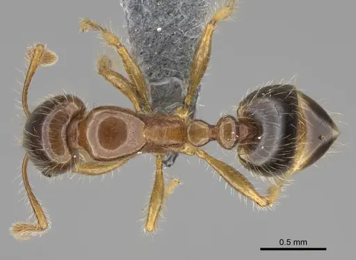 Erromyrma latinodis - CASENT0922949