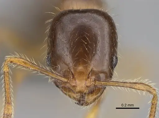 Erromyrma latinodis - CASENT0922949