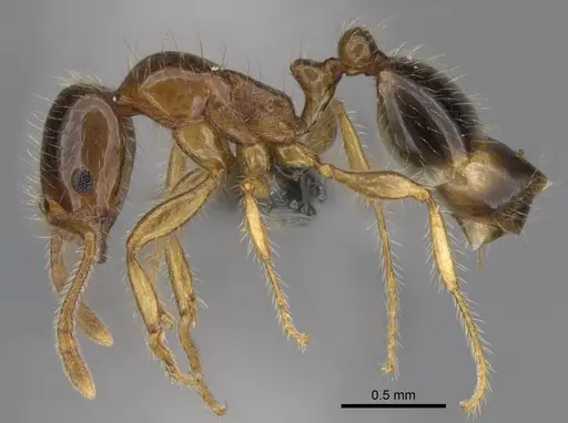 Erromyrma latinodis - CASENT0922949