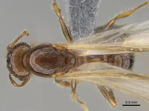 Erromyrma latinodis - CASENT0922950