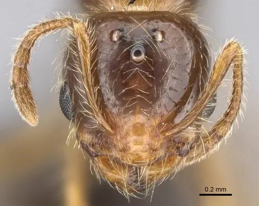 Erromyrma latinodis - CASENT0922950