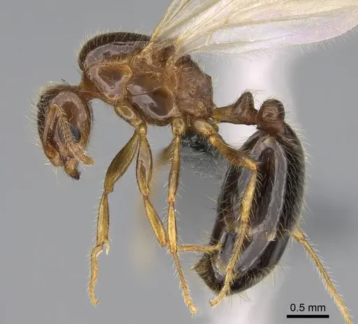 Erromyrma latinodis - CASENT0922950