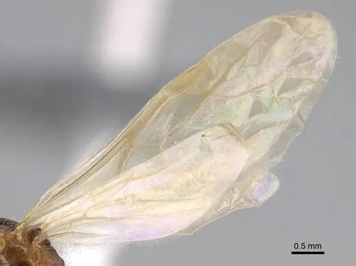 Erromyrma latinodis - CASENT0922950