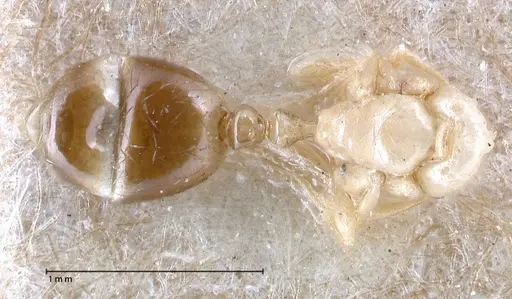 Erromyrma latinodis - FOCOL0634-1