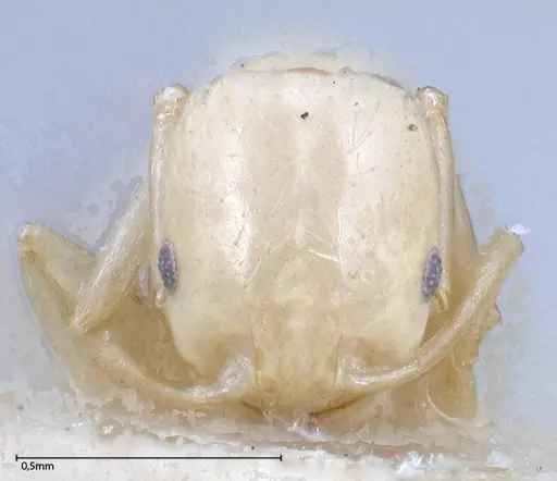 Erromyrma latinodis - FOCOL0634-1