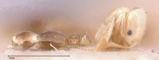 Erromyrma latinodis - FOCOL0634-1