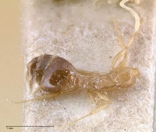 Erromyrma latinodis - FOCOL0634-2