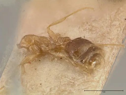 Erromyrma latinodis - FOCOL0634-2