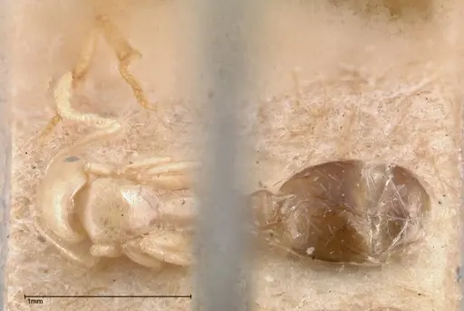 Erromyrma latinodis - FOCOL0634-3