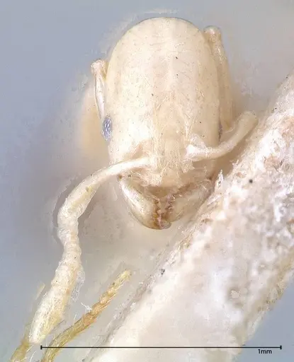 Erromyrma latinodis - FOCOL0634-3