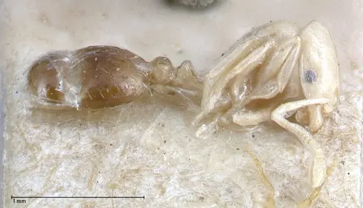 Erromyrma latinodis - FOCOL0634-3