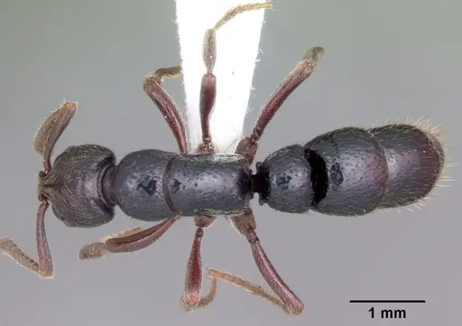 Euponera agnivo specimen