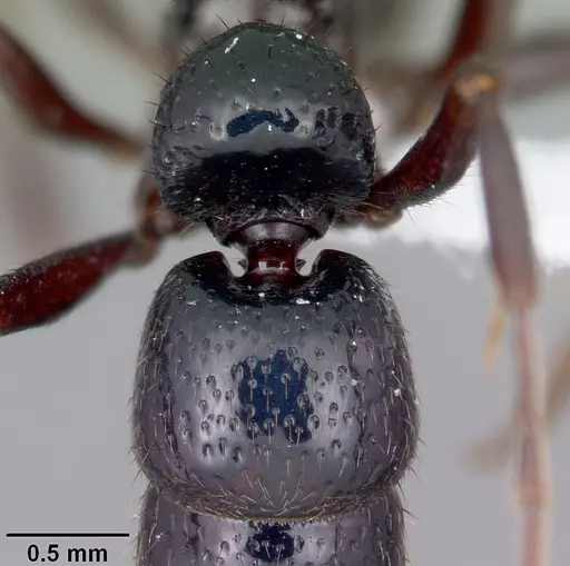 Euponera agnivo specimen