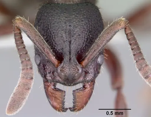 Euponera agnivo specimen