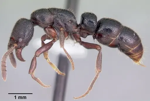 Euponera agnivo - CASENT0317589