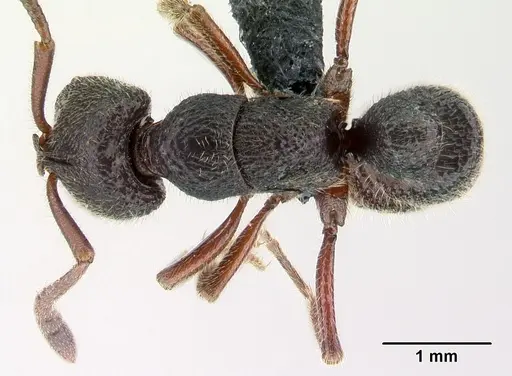 Euponera antsiraka specimen
