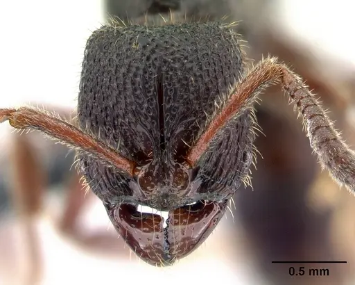 Euponera antsiraka specimen