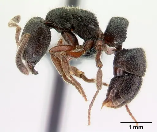 Euponera antsiraka specimen