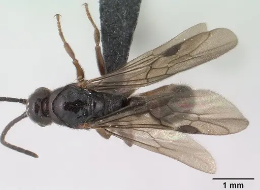 Euponera antsiraka - CASENT0138570