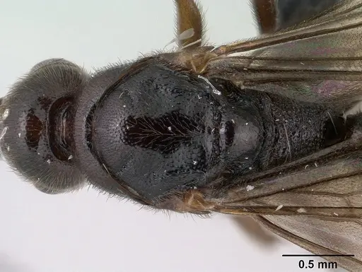 Euponera antsiraka - CASENT0138570