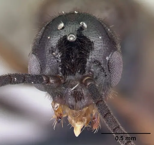 Euponera antsiraka - CASENT0138570