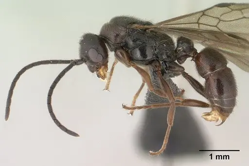 Euponera antsiraka - CASENT0138570